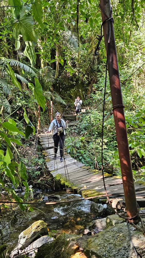 Cocora: trek to the hummingbirds sanctuary - Should you book the Acaime hummingbird trek?