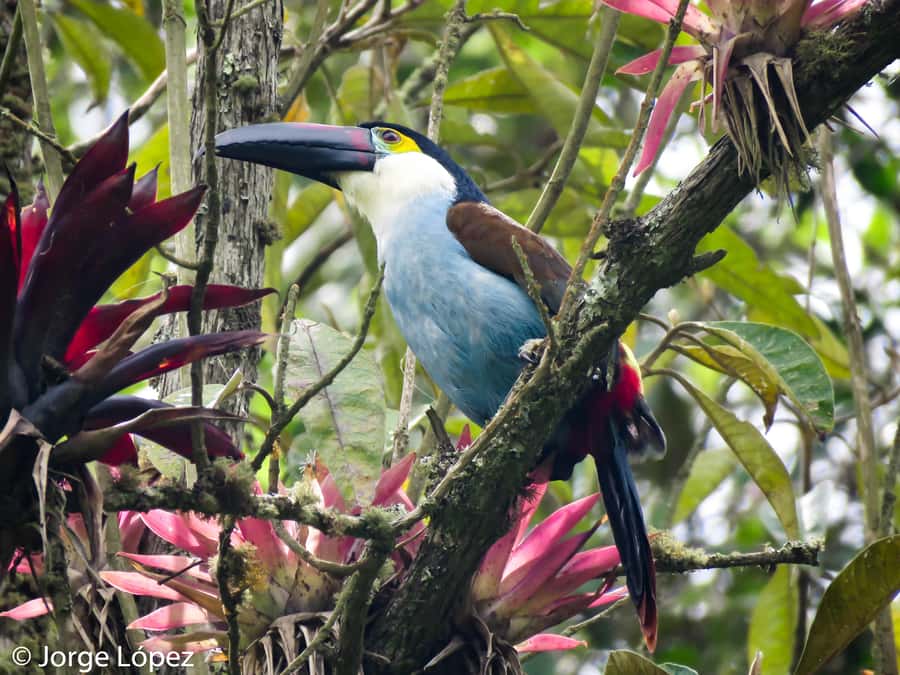 Cocora Valley: Route of the Hummingbirds + breakfast & lunch - Key things to know before you go