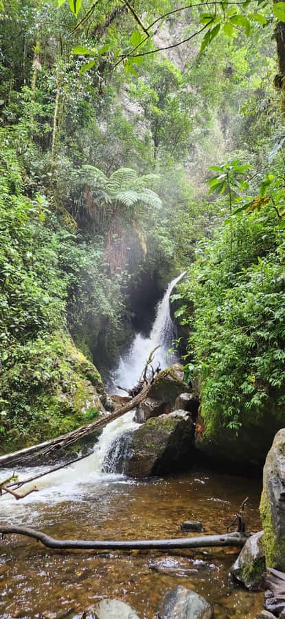 Cocora Valley: Route of the Hummingbirds + breakfast & lunch - The 25-minute ride from Salento to Cocora Valley
