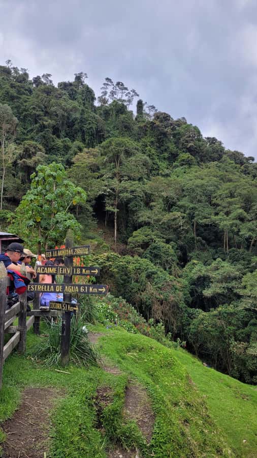 Cocora Valley: Route of the Hummingbirds + breakfast & lunch - A 4.5-kilometer descent through the palms