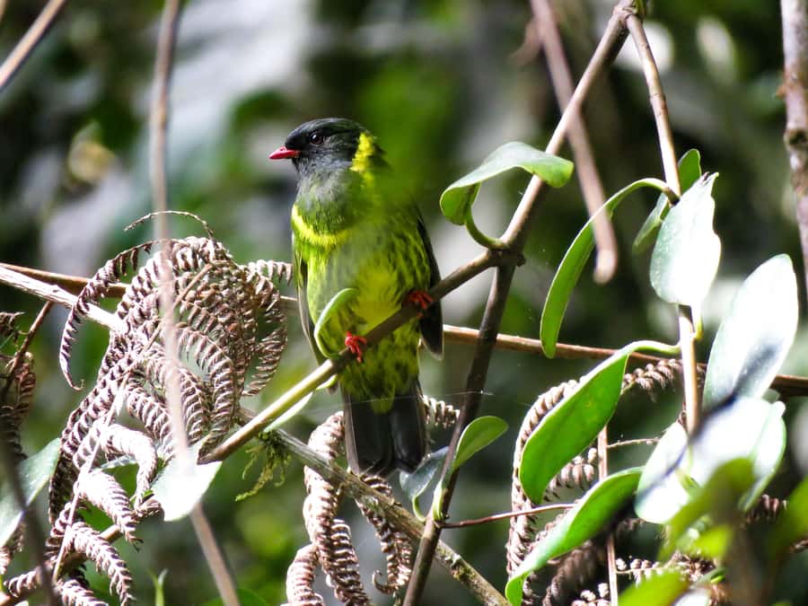 Cocora Valley: Route of the Hummingbirds + breakfast & lunch - Breakfast in Salento and a useful start