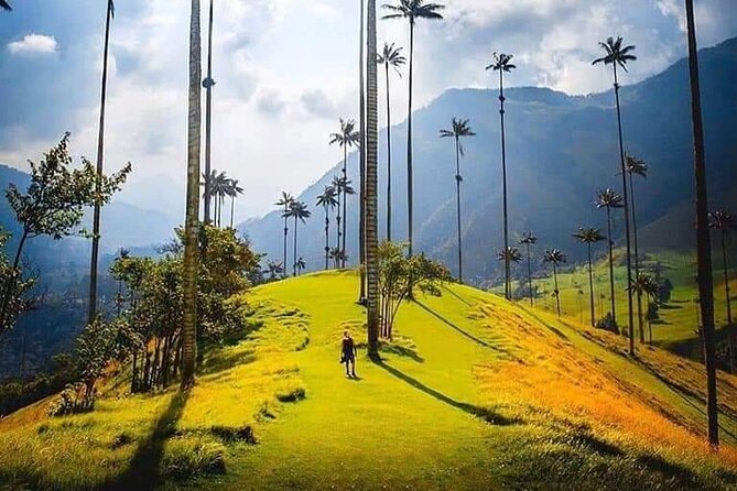 Cocora Valley, Salento and Coffee Farm Day Tour - Why Cocora Valley deserves the first part of your day
