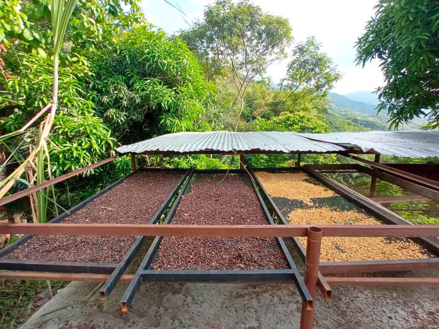 Coffee and Cocoa Tour in Minca! - Wildlife Advice and the Sierra Nevada Setting