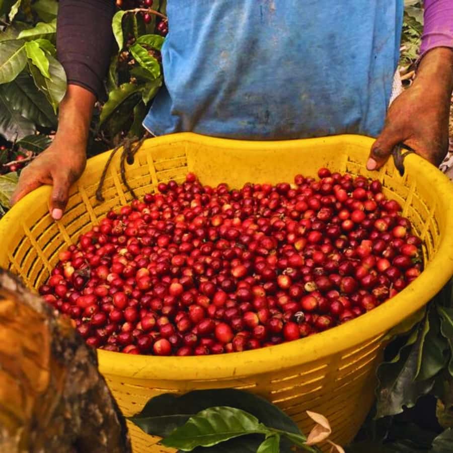 Coffee, Cocoa and Trekking Tour in Minca: Nature, Crops and Production - Starting at Minca’s Central Park