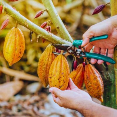 Coffee, Cocoa and Trekking Tour in Minca: Nature, Crops and Production