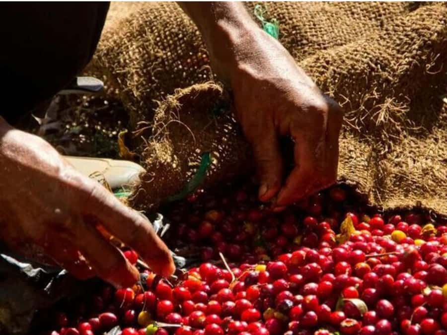 Coffee, Cocoa and Trekking Tour in Minca: Nature, Crops and Production - Cocoa by Hand, Not Just in a Wrapper
