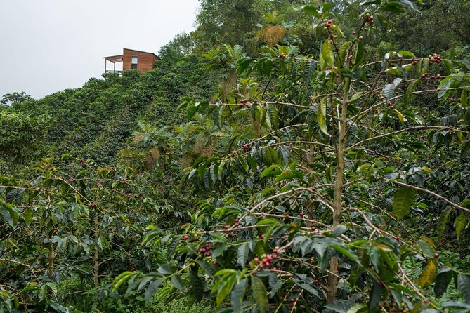 Coffee Experience at La Palma & El Tucan - Walking through a special-coffee plantation