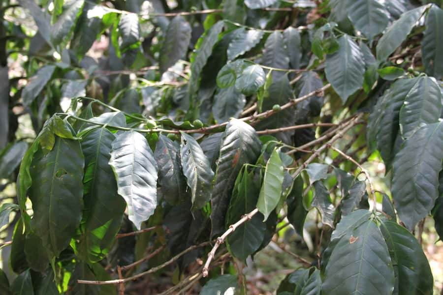 Coffee Experience: Hacienda Coloma Tour from Bogotá - Packing for a country day