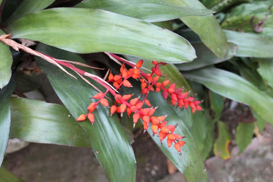 Coffee Experience: Hacienda Coloma Tour from Bogotá - Inside Hacienda Coloma’s coffee process