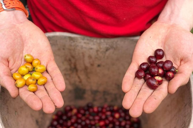 Coffee Farm and Salento Walking Tour - A coffee tour that starts with the plant