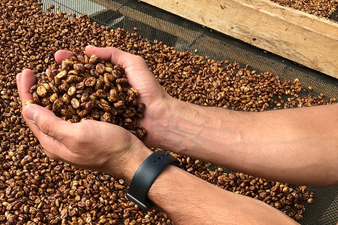 Coffee Farm and Salento Walking Tour - Planting seedlings and picking coffee cherries