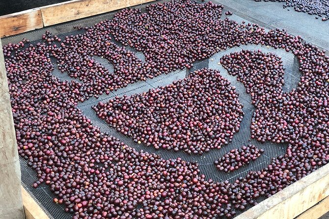 Coffee Farm and Salento Walking Tour - Learning to taste Colombian coffee