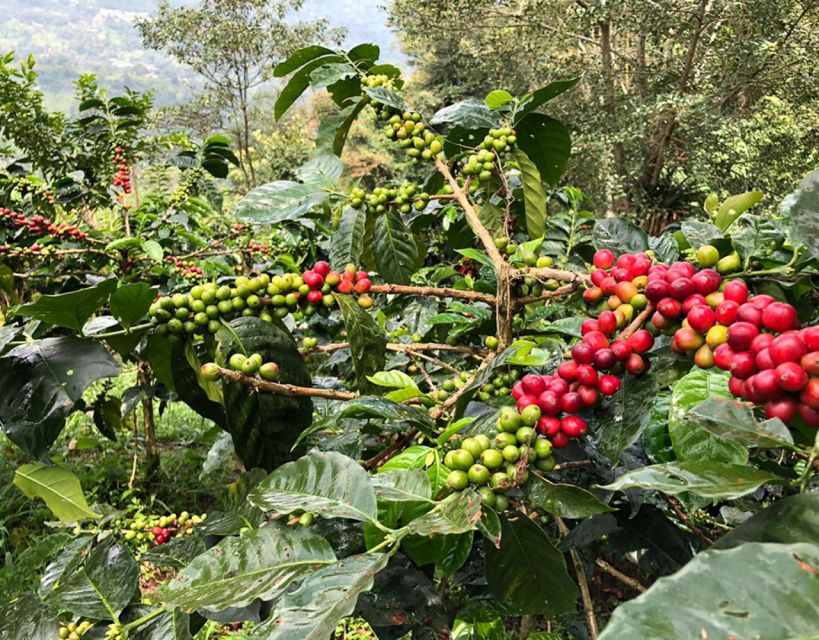 Coffee Farm and Salento Walking Tour - Who will enjoy this tour most