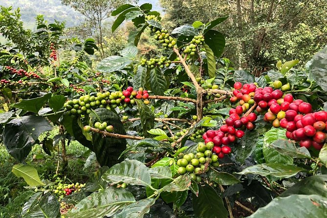 Coffee Farm and Salento Walking Tour - Walking through the plantation for about two hours