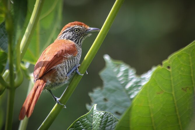 Coffee Lands Birdwatching (transport + guiding + lunch) - Key points to know before you book