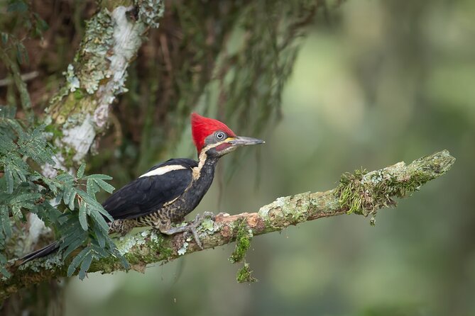 Coffee Lands Birdwatching (transport + guiding + lunch) - From Bogotá to the Coffee Lands