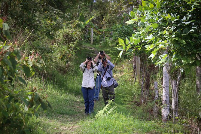 Coffee Lands Birdwatching (transport + guiding + lunch) - Shade-grown coffee and the farm-to-cup story