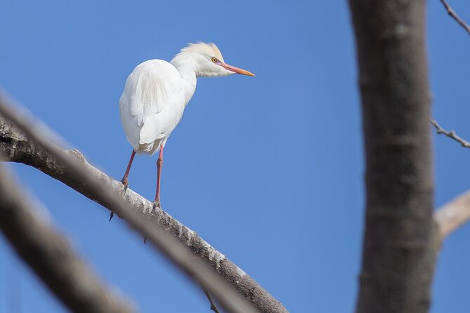 Coffee Lands Birdwatching (transport + guiding + lunch) - Lunch, weather, and what to pack