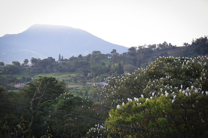 Coffee Lands Birdwatching (transport + guiding + lunch) - How the $118.75 price holds up