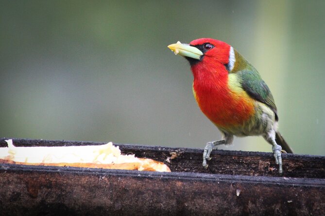 Coffee Lands Birdwatching (transport + guiding + lunch) - Should you book Coffee Lands Birdwatching?