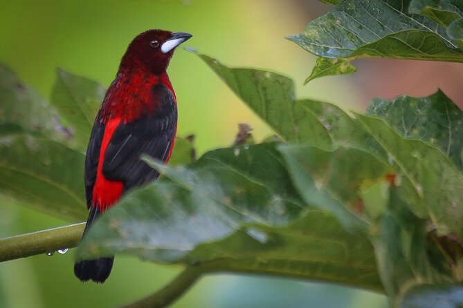 Coffee Lands Birdwatching (transport + guiding + lunch) - First look at the forest reserve