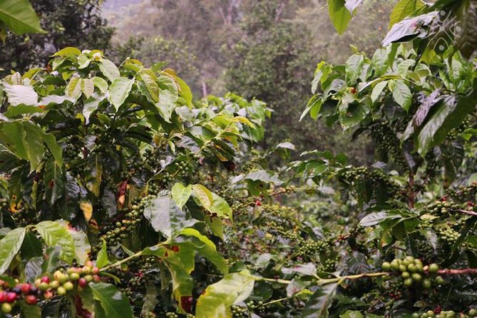 Coffee Paradise at El Paraiso - Experience from Bogota - Key points to know before booking