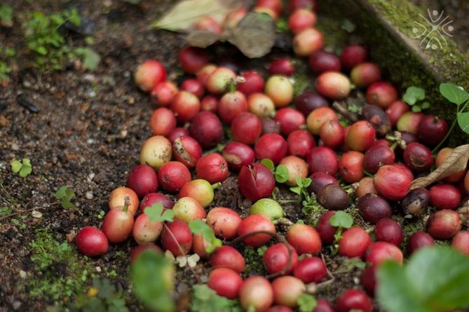 Coffee Paradise at El Paraiso - Experience from Bogota - Leaving Bogotá for coffee country