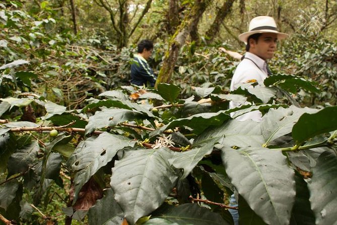 Coffee Paradise at El Paraiso - Experience from Bogota - Following coffee through washing and drying