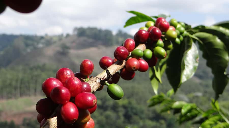 Coffee Tour at Finca El Ocaso Salento: Traditional Spanish Farm - Language, pace, and guide quality