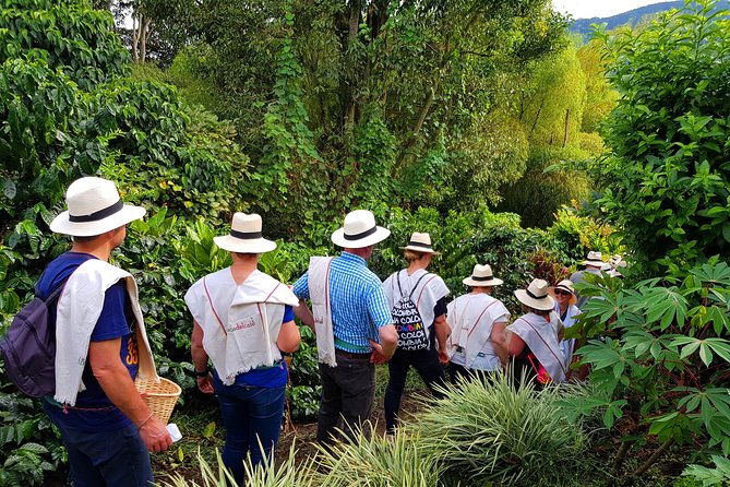 Coffee Tour at the Finca del Café - Why the guides matter