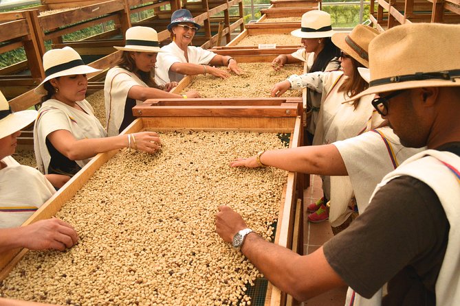 Coffee Tour at the Finca del Café - Following coffee from seed to harvest