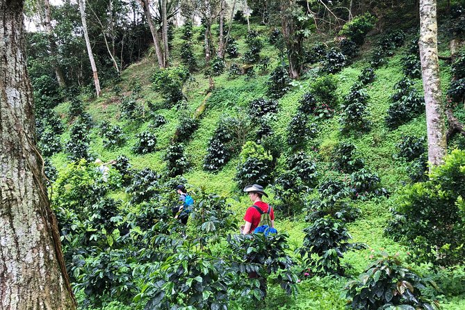 Coffee Tour Finca Jaguar - Beginning at Jaguar Coffee in La Candelaria