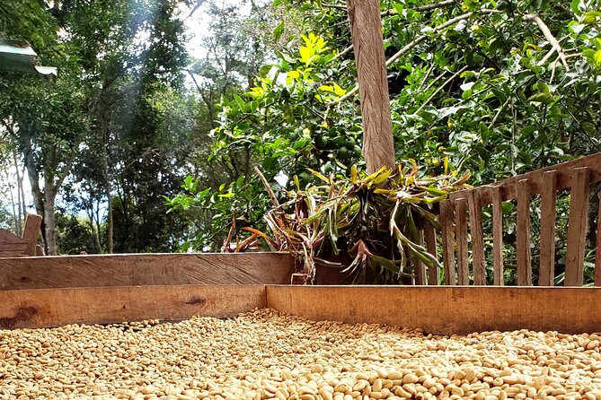 Coffee Tour from Coffee Growers to Your Cup - Key things to know before you book