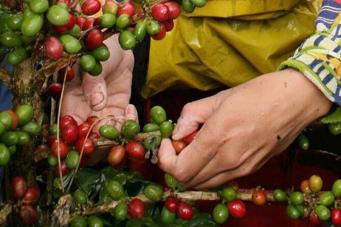 Coffee Tour from Coffee Growers to Your Cup - Why this Bogotá coffee trip is worth your time
