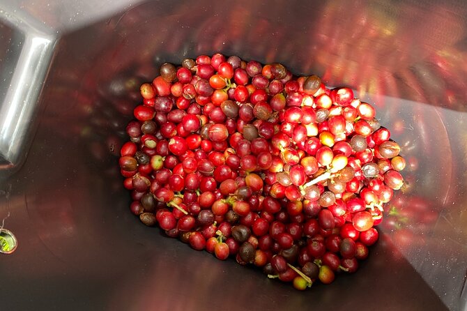 Coffee Tour from Coffee Growers to Your Cup - Walking through the Borbón Arabica plants
