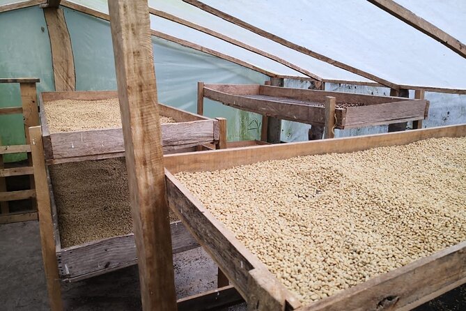 Coffee Tour from Coffee Growers to Your Cup - The four-hour return to Bogotá