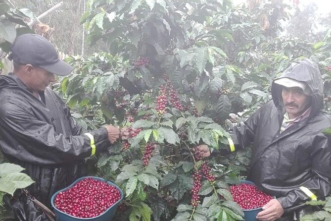 Coffee Tour from Coffee Growers to Your Cup - The Sibaté strawberry stop