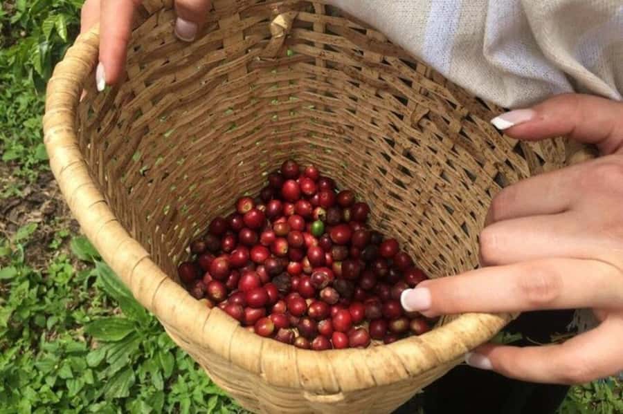Coffee Tour from Medellin with Lunch and Coffee Tasting - Following coffee from seed to finished cup
