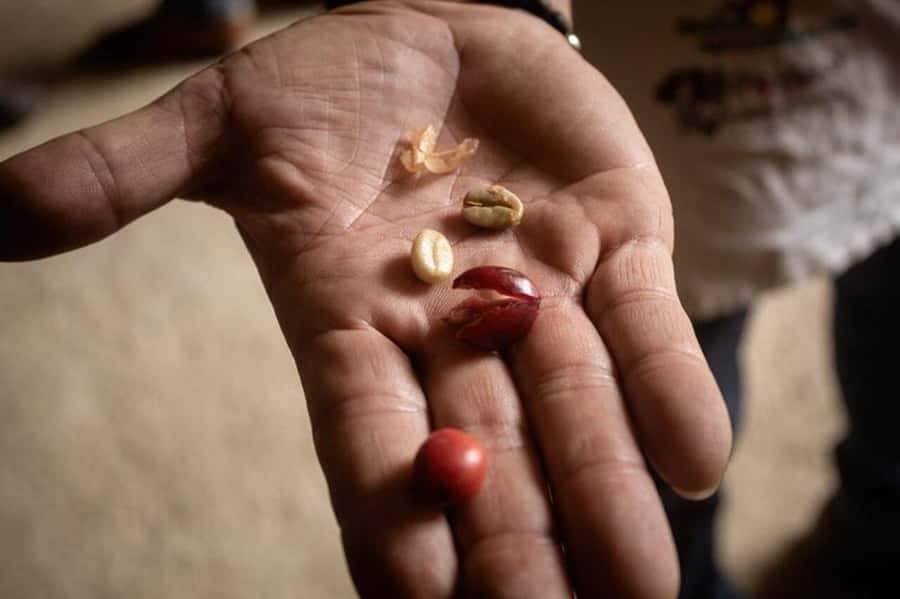 Coffee Tour from Medellin with Lunch and Coffee Tasting - A Colombian lunch with a paisa touch