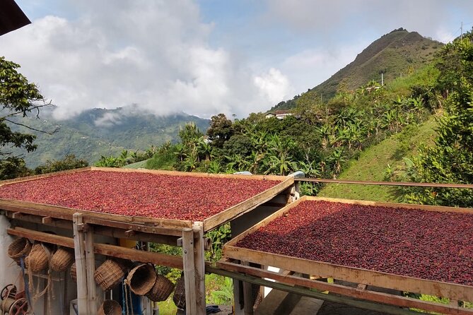 Coffee Tour in Medellin, Transportation, Snack and Lunch. - Meeting the farm and its coffee story