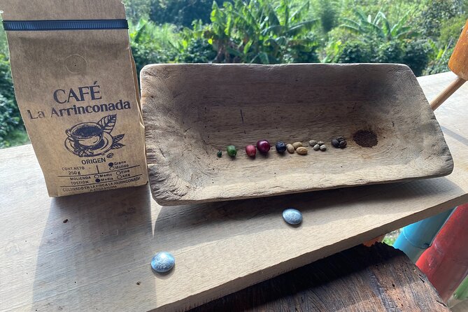 Coffee tour in Medellín with tastings and transportation - Seedbeds and the first steps of a coffee plant