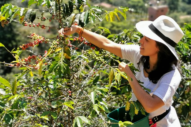 Coffee Tour in the Beautiful Jardin Town: Adventure in the Andes - At the coffee finca, the work behind every cup