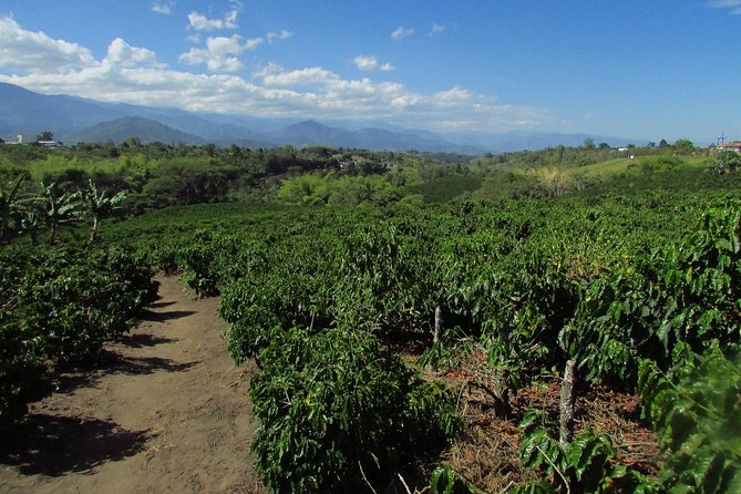 Coffee tour in the heart of the coffee region - Key points about the Hacienda Bruselas coffee tour