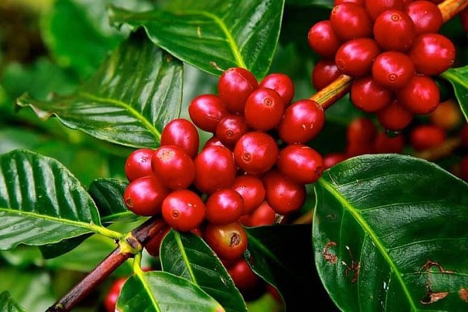 Coffee tour & rum tasting - Leaving Bogotá for Fusagasugá