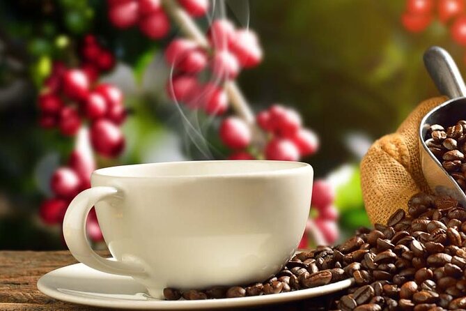 Coffee tour & rum tasting - What the timing means for your day