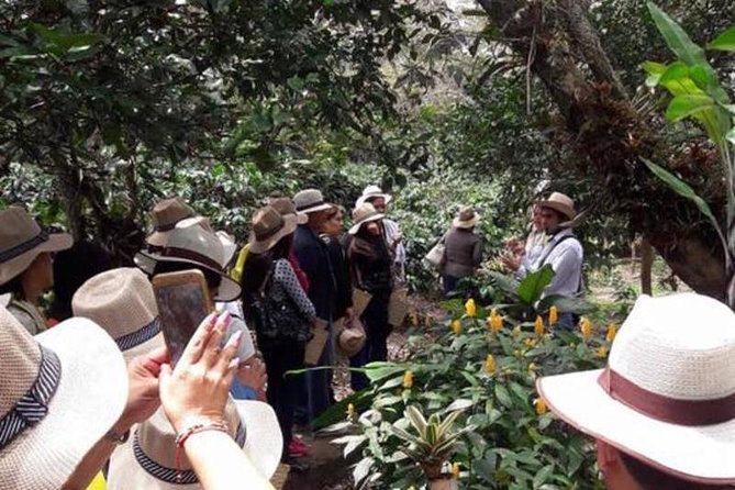 Coffee tour & rum tasting - What the feedback tells me about the service