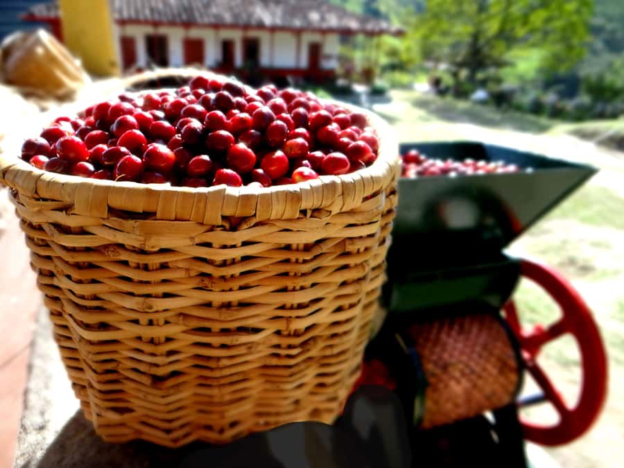 Coffee Tour Salento-Ocaso Farm- English Tour - Storage, threshing, and the route to market