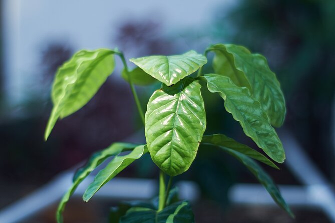 Colombian Coffee Sensory Immersion: From the Seed to the Cup. - Key points at a glance