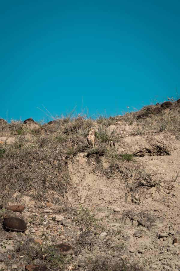 Community and Biodiversity Tour of the Tatacoa Neiva Desert - Why this Tatacoa tour offers more than red rocks