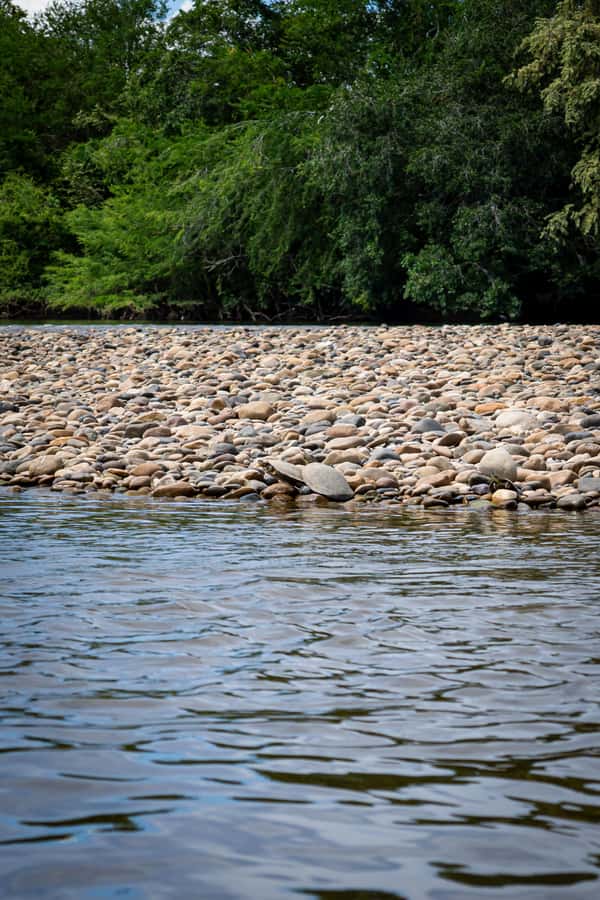 Community and Biodiversity Tour of the Tatacoa Neiva Desert - Turtles and birds along the Magdalena River